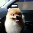 꽃개 하우스 이미지