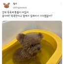 미가꼬끼요 이미지