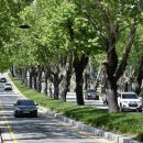 청주가로수길 이미지