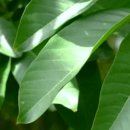 헬시버디 이미지