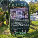 시청앞 가로수길 이미지