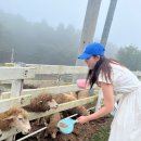 복남농장 | [남해여행] 남해상상양떼목장🐑 솔직한 후기!!🤗