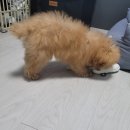 김올가 이미지