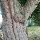 영평조록나무 이미지