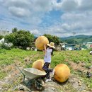 서울상천초등학교 | 2025 감자축제 춘천 당일치기 여행 감자밭 카페 후기 3회 예약