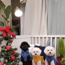 도그살롱바른핏 이미지