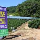 감애농장 네이버블로그