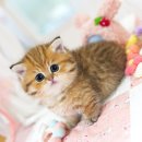 캣프렌즈 이미지