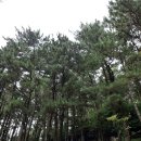 어도 | 제주 애월 어도오름 주차 및 후기