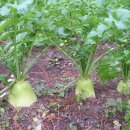 무시(무) 이미지