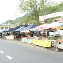 화개송이
