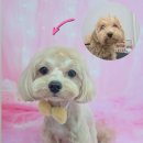 꽃보라미용실 이미지