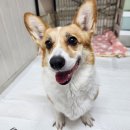 [입소]아지 이미지