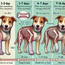 죽전동물병원 이미지