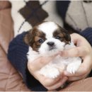 몽냥몽냥 이미지