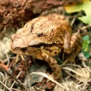 두꺼비섬 이미지