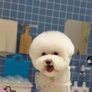 댕댕이의 품격 이미지