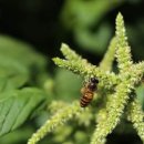 아마란스 이미지