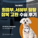 의정부24시IU동물병원 | 의정부동물병원 회음부,서혜부탈장 잠복고환 수술 후기
