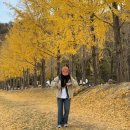 문광면 소금랜드 화장실 | [충북 여행] 괴산 문광저수지 은행나무길 11월 11일 현황 후기 | 절정 시기·주차 팁·가을 여행지 추천