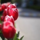 치유원예테라피 이미지