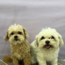 하냥 | 🐶 인천애견미용 말티푸 경단이&말티즈 모찌 미용 후기/나에개반하냥