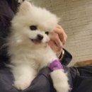 다니엘동물병원 이미지