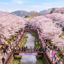 북원교통 노동조합 | 인파 피해 200% 즐기기! 진해군항제 2026 스마트 관람 가이드 (교통, 주차, 동선 꿀팁)