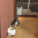 숯양두마리치킨 이미지