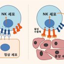 (자연의 법칙에 순응하는 생활) 23. 정상인과 암환우의 차이 이미지