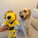 통영동물병원 | 통영 동물병원 대형견 암컷 골든리트리버 중성화 수술 후기(feat. 시기, 비용)