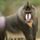 아프리카 PC 이미지