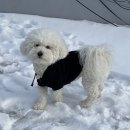 벨루스독 이미지