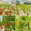 첨단농장 이미지