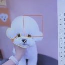 펫 아지트 이미지