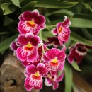 밀토니아(miltonia)
