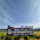 양귀비한의원 | 부산근교 청보리밭 김해 조만강 청보리축제 후기