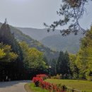 남해편백자연휴양림(남해) 이미지