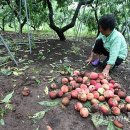 북진농장 이미지