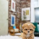 일산 강아지분양 스마트독 이미지