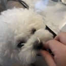 더맛있개 이미지