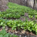 금일농장 이미지