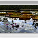 함양 상림공원 연못에서 이미지