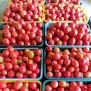 호동농장 이미지