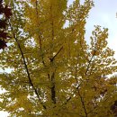 경북보건대학교 기숙사(한빛학사) | 2018년 10월 23일 경북보건대학교 가을풍경 2