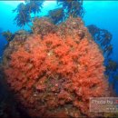 산호환경 이미지