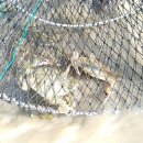 지니비치향 이미지