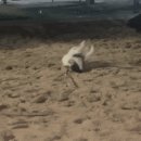 보미 펫 살롱 이미지