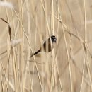 여주-1077 이미지