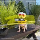 개버랜드 | 청주애견동반펜션 보호자과 반려견 모두 즐거웠던 충북보은 애견펜션 "개버랜드"